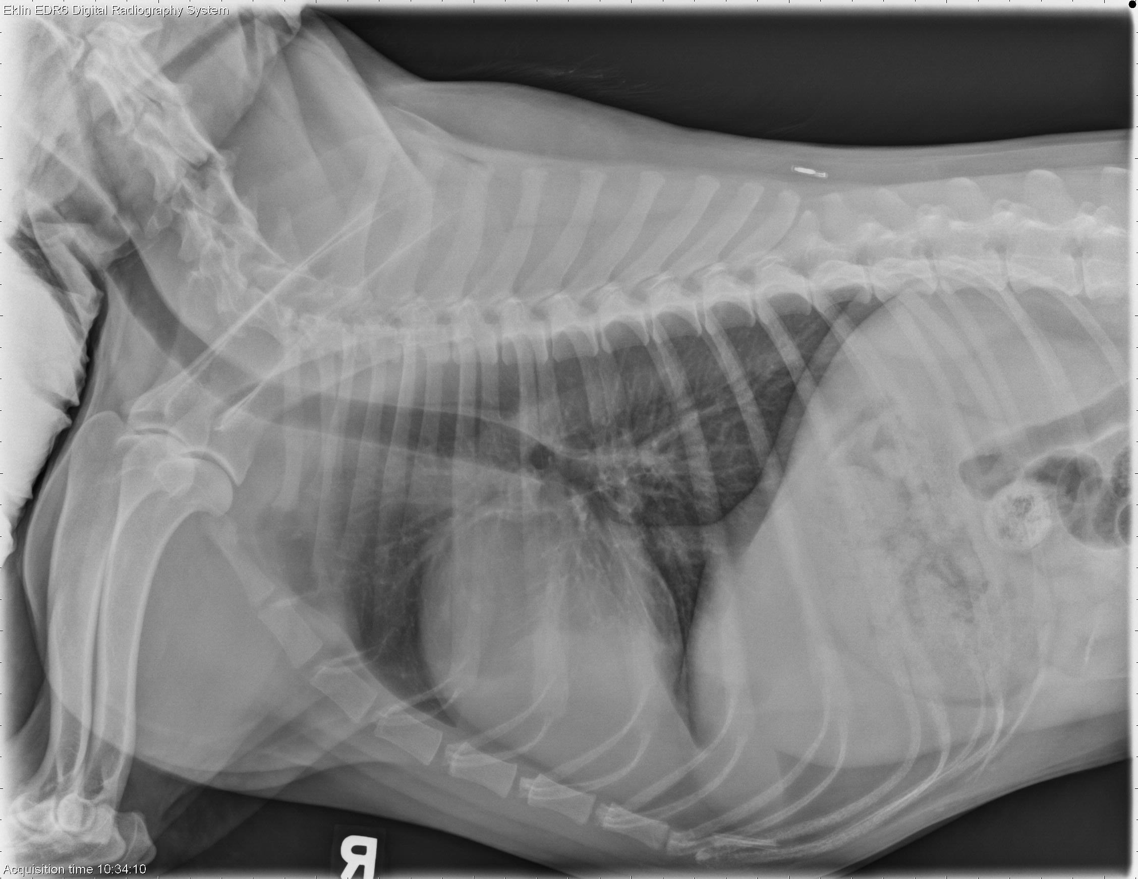 X-rays, skewers, dogs and cats