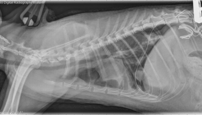 Veterinary Radiology – Teaching and learning about veterinary ...