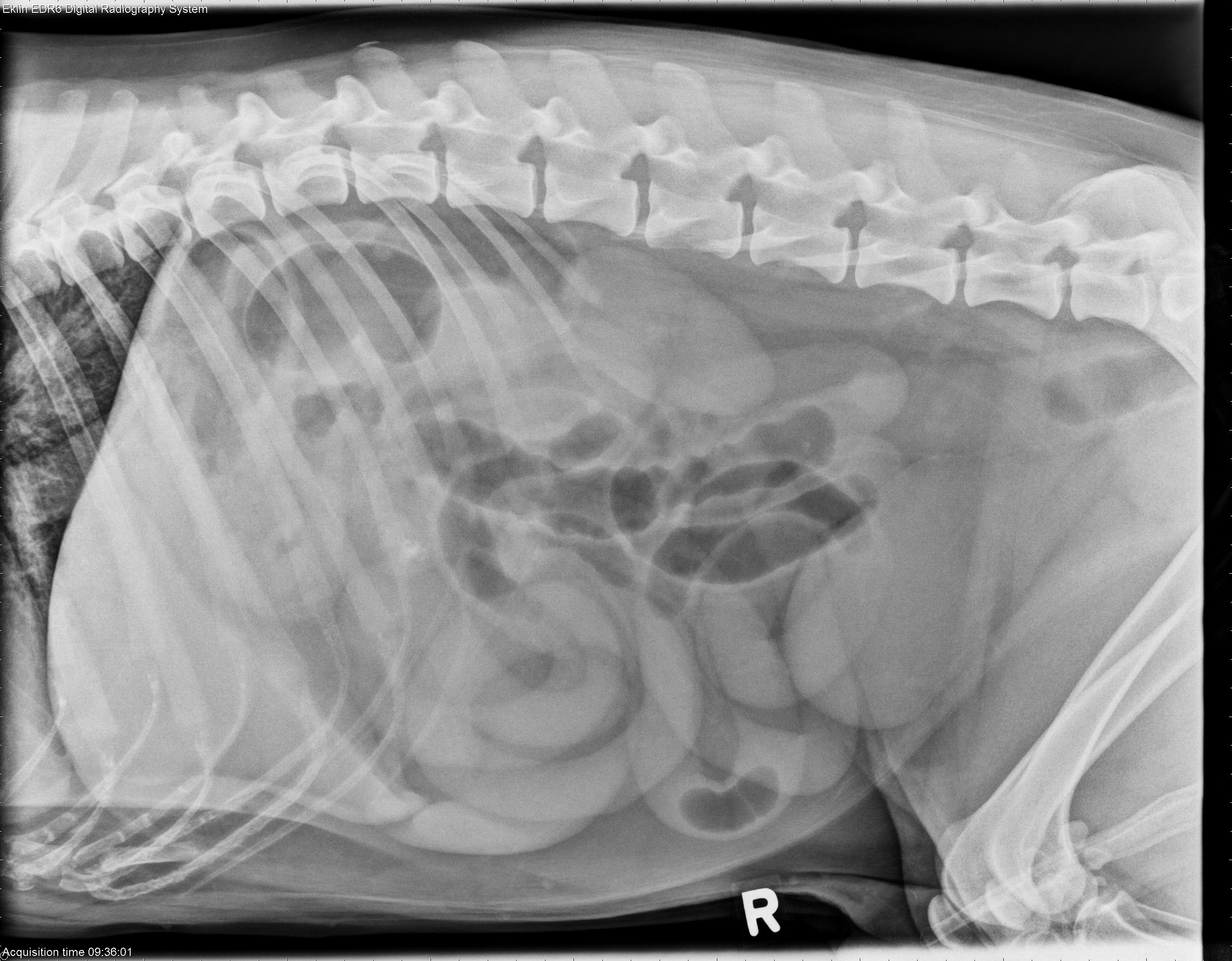 what causes ileus in dogs