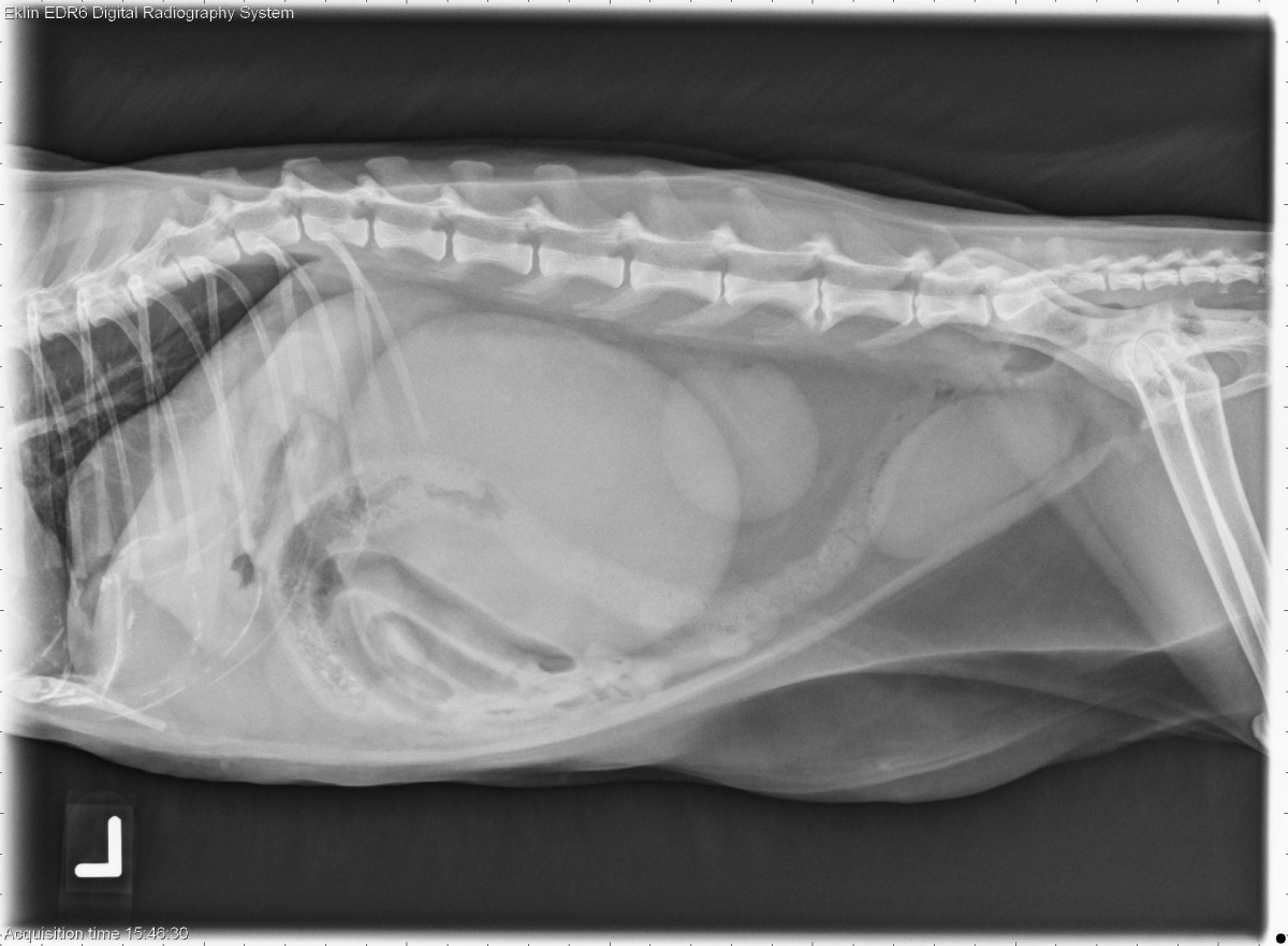 Копростаз. Мегаколон у кошек рентген. Обструктивный мегаколон у кошек.