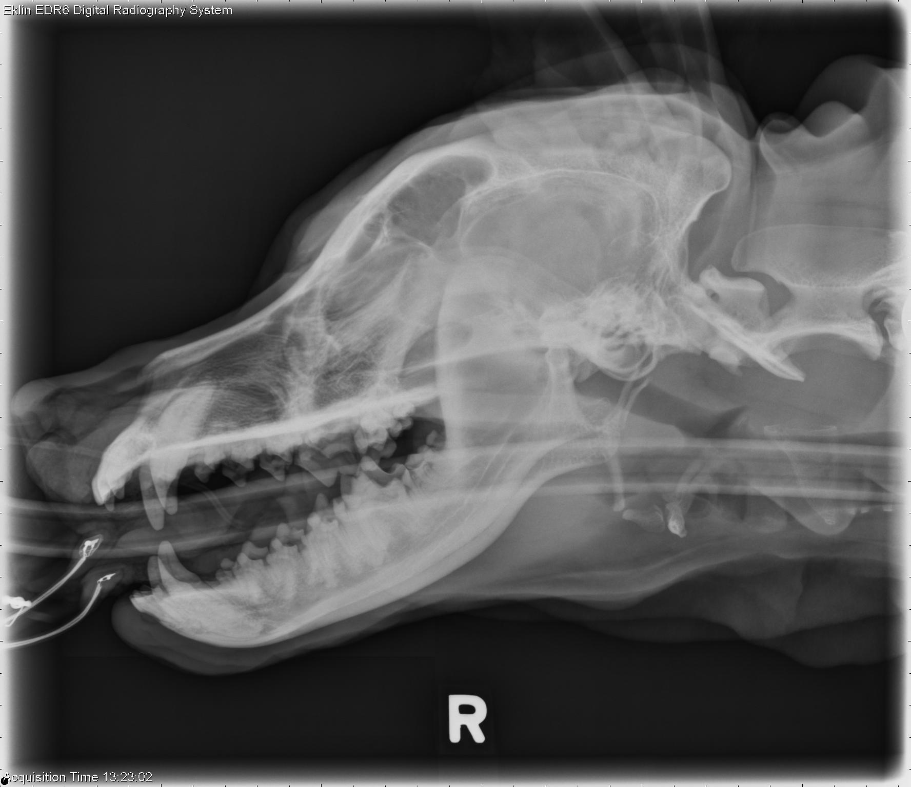 how much is it to xray a dog