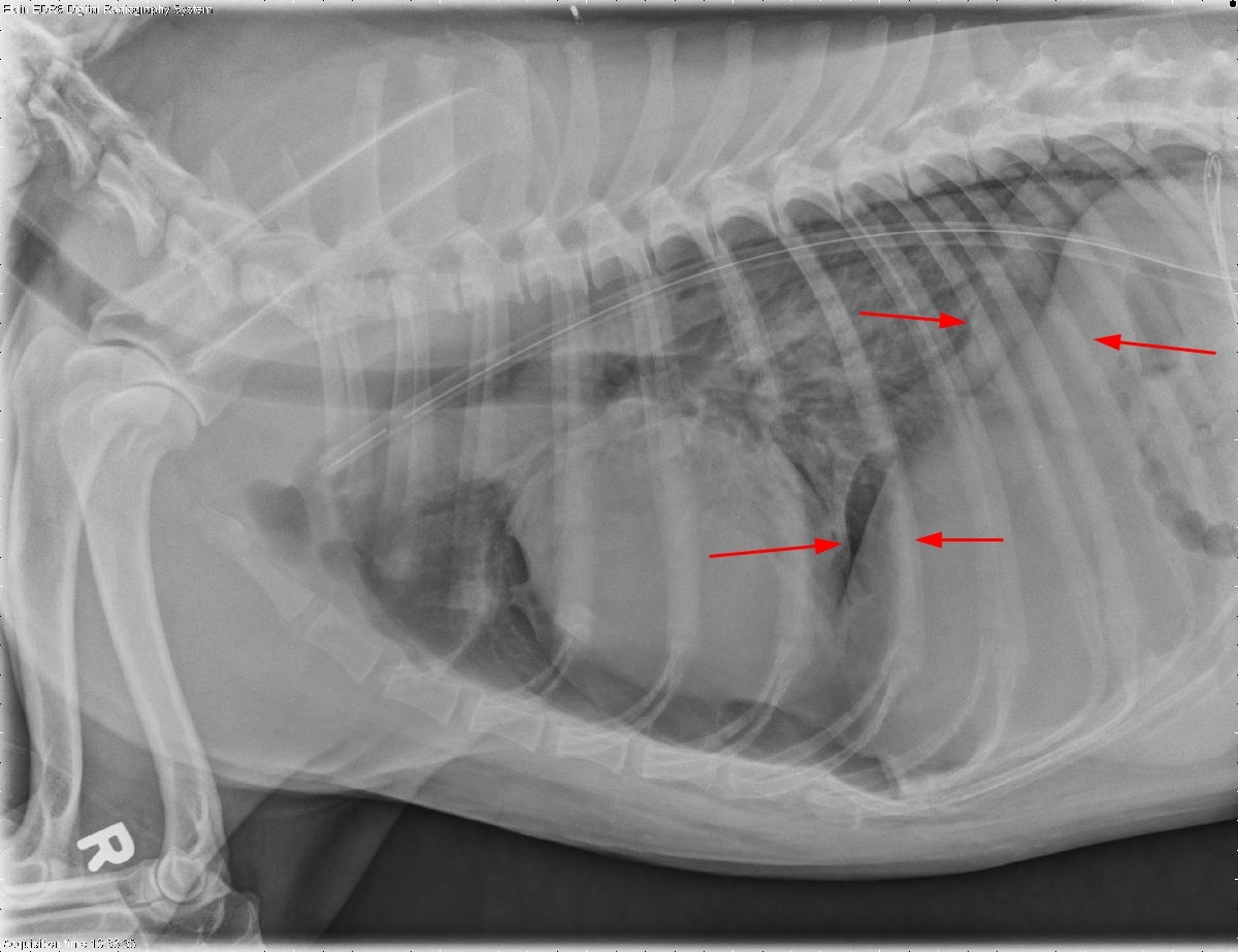 Пневмоторакс у собаки рентген