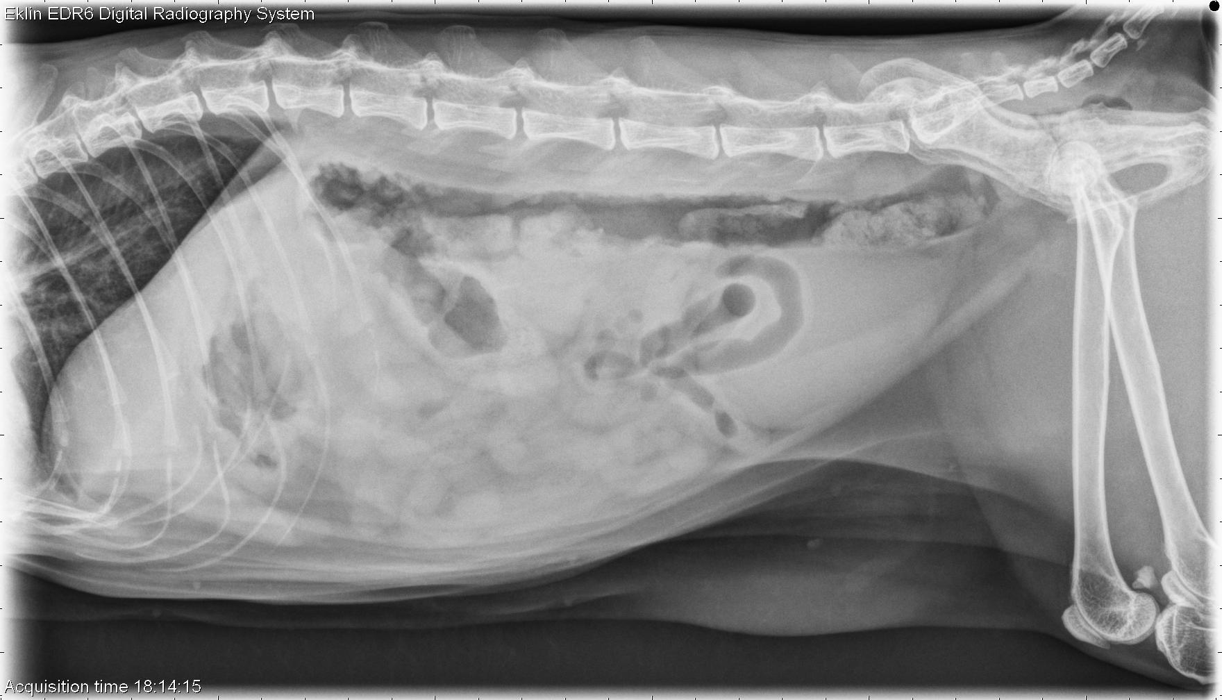 Мегаколон у собаки рентген