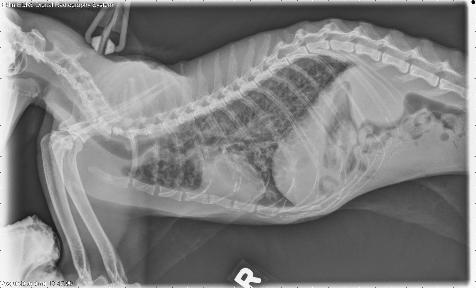 laryngopharynx cat