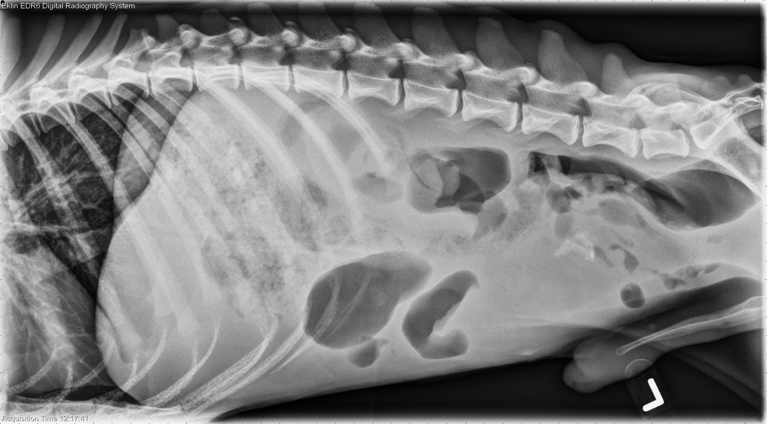 what will not show on dog xray