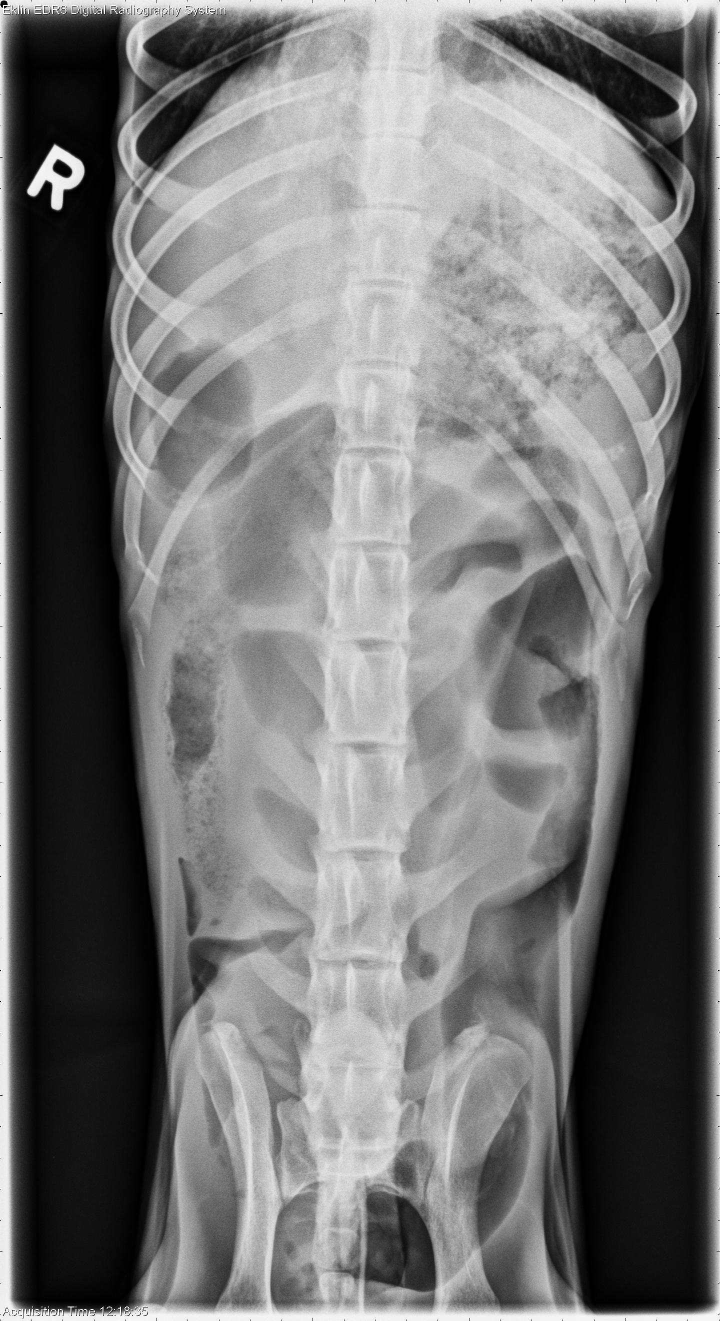 what will not show on dog xray